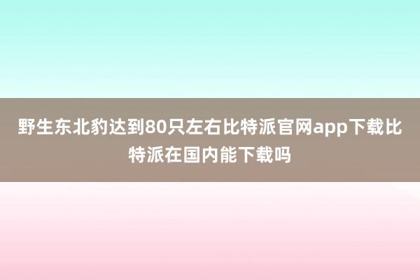 野生东北豹达到80只左右比特派官网app下载比特派在国内能下载吗