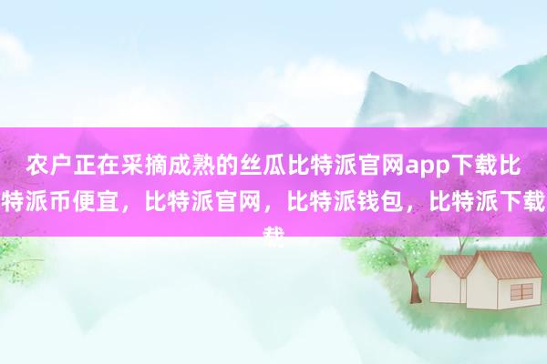 农户正在采摘成熟的丝瓜比特派官网app下载比特派币便宜，比特派官网，比特派钱包，比特派下载